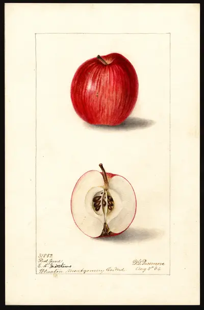 USDA watercolor illustration of Red June