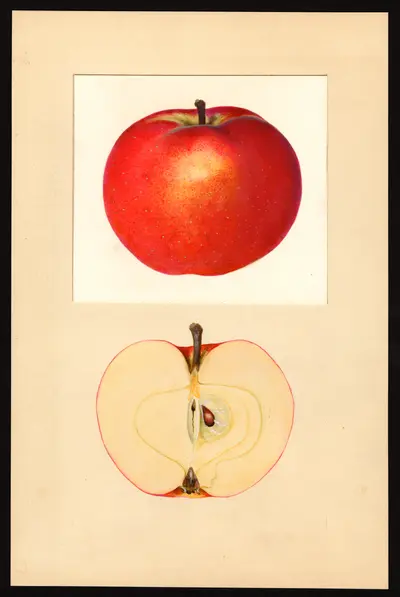 Watercolor of Red King