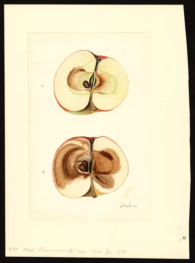 USDA watercolor illustration of Red Pearmain