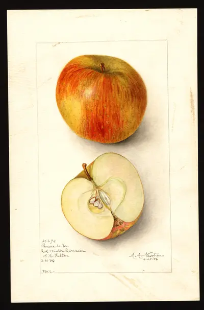 USDA watercolor illustration of Alexis Baldwin