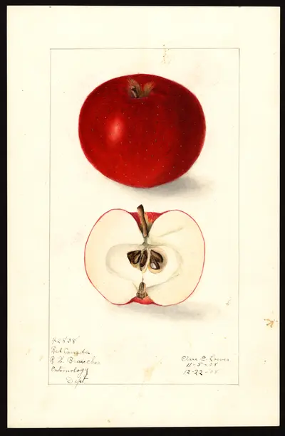 USDA watercolor illustration of Red Canada