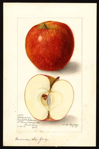 USDA watercolor illustration of Red Pearmain