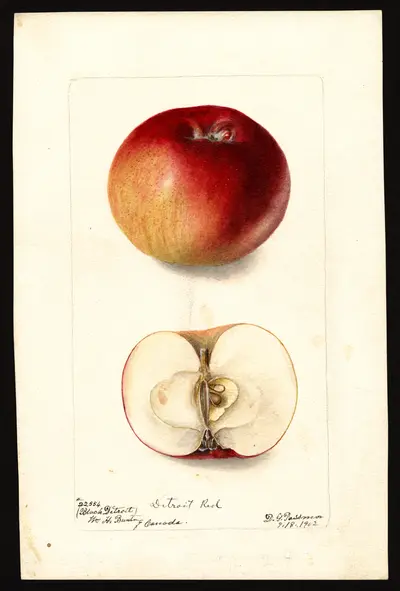USDA watercolor illustration of Detroit Red