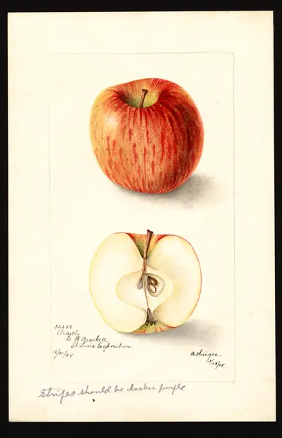 Watercolor of Priestly