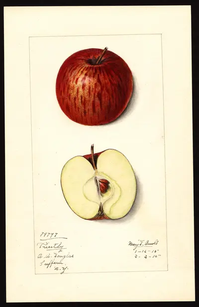USDA watercolor illustration of Priestly