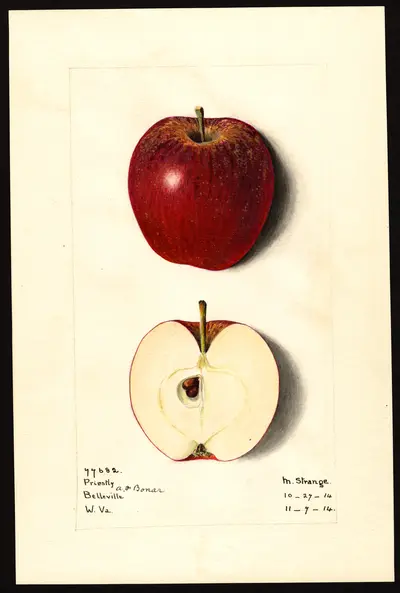 USDA watercolor illustration of Priestly