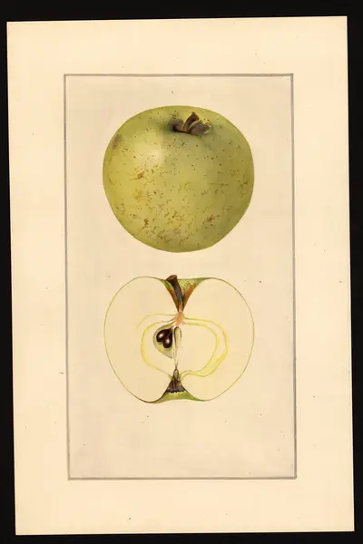 Watercolor of Primate