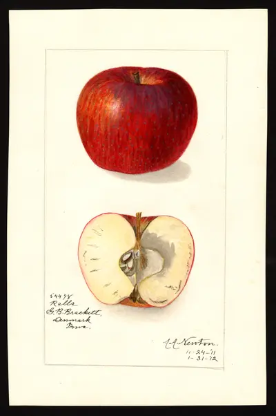 USDA watercolor illustration of Ralls