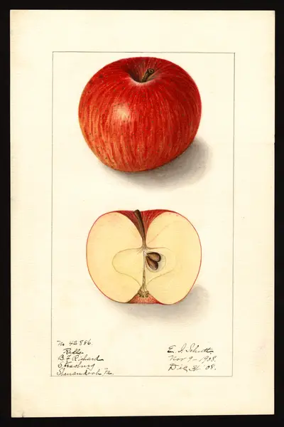 USDA watercolor illustration of Ralls