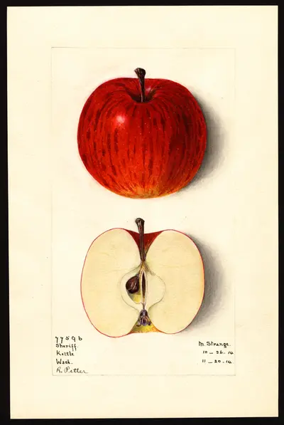 USDA watercolor illustration of Sheriff