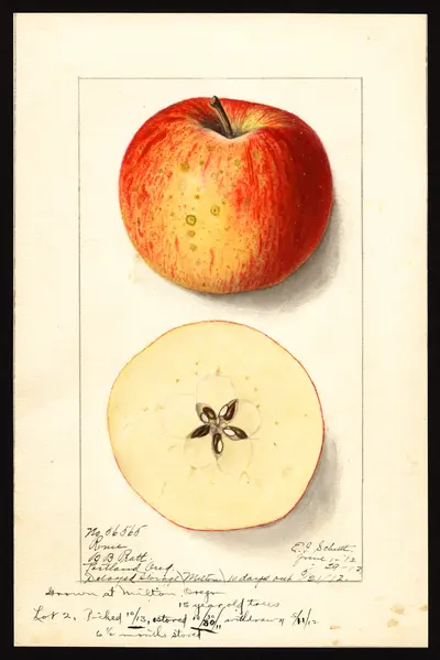 USDA watercolor illustration of Rome