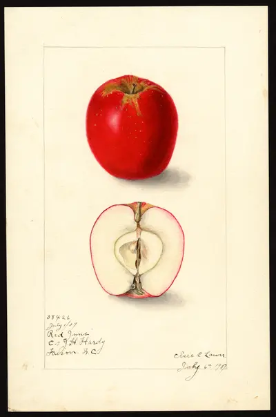 USDA watercolor illustration of Red June