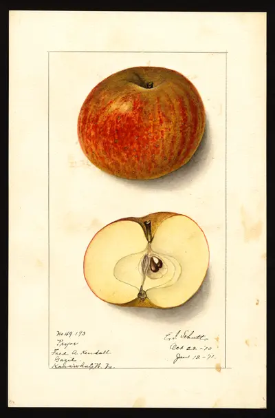 USDA watercolor illustration of Pryor