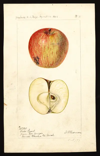 USDA watercolor illustration of Rall's Genet