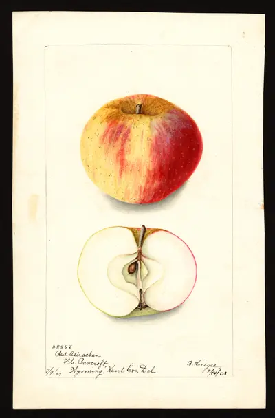 USDA watercolor illustration of Red Astrachan
