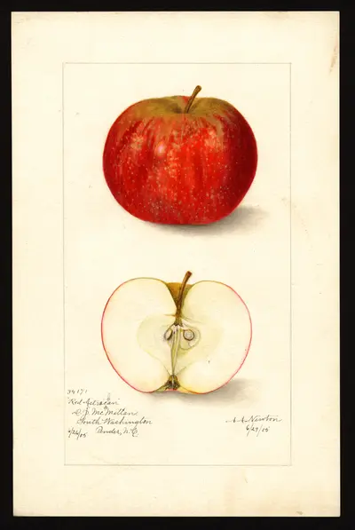 USDA watercolor illustration of Red Astrachan