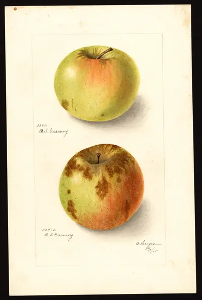 USDA watercolor illustration of Rhode Island Greening