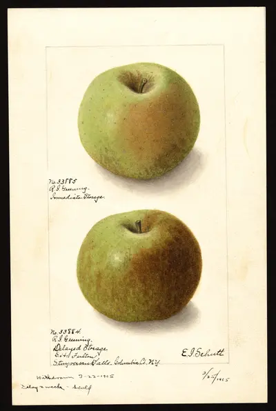 USDA watercolor illustration of Rhode Island Greening