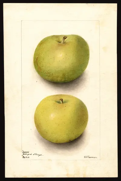 USDA watercolor illustration of Rhode Island Greening