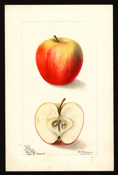 USDA watercolor illustration of Ralls