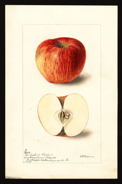 USDA watercolor illustration of Ralls
