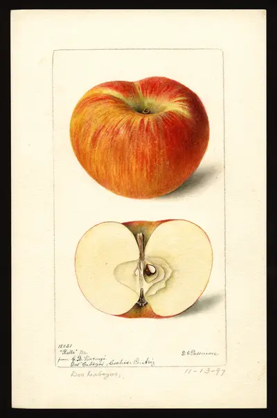 USDA watercolor illustration of Ralls