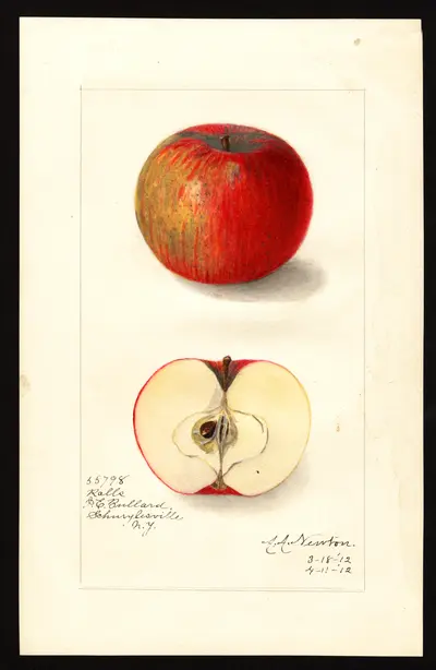 USDA watercolor illustration of Ralls