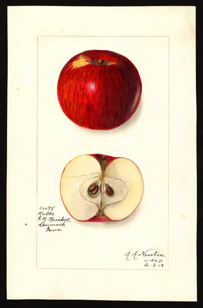 USDA watercolor illustration of Ralls
