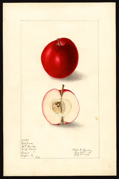 USDA watercolor illustration of Red June