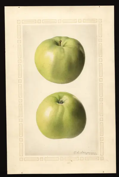 USDA watercolor illustration of Primate
