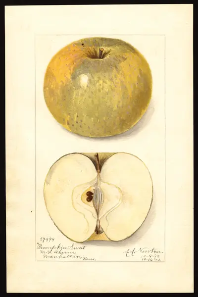 USDA watercolor illustration of Pumpkin Sweet