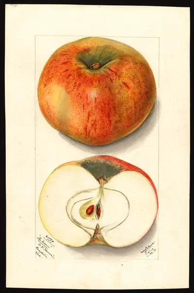 USDA watercolor illustration of Blackburn