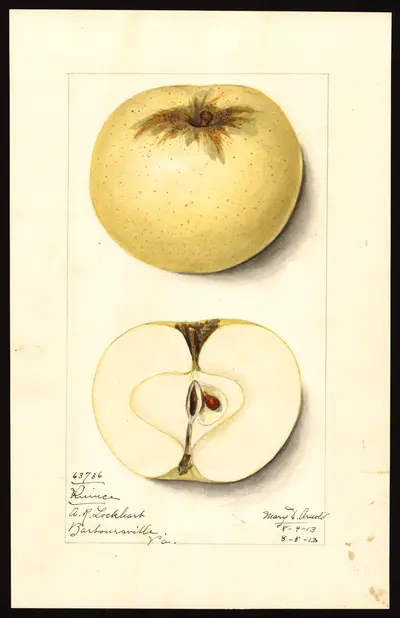 USDA watercolor illustration of QUINCE (of Coxe)