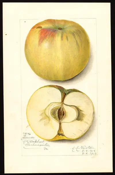 USDA watercolor illustration of QUINCE (of Coxe)