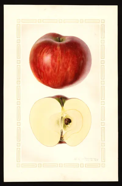USDA watercolor illustration of Rabun