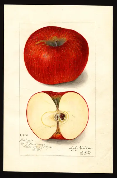 USDA watercolor illustration of Rabun