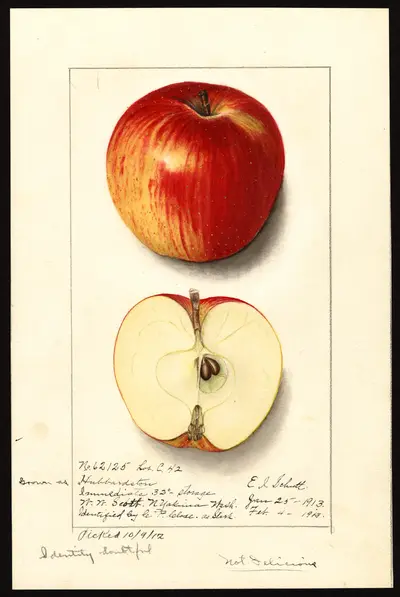 USDA watercolor illustration of Hubbardston