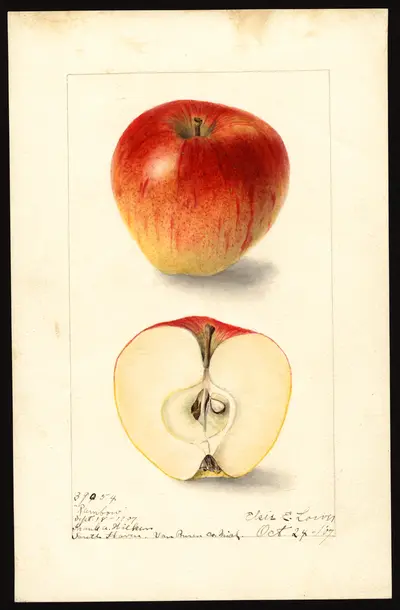 Watercolor of Rainbow