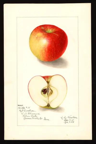 USDA watercolor illustration of Ralls