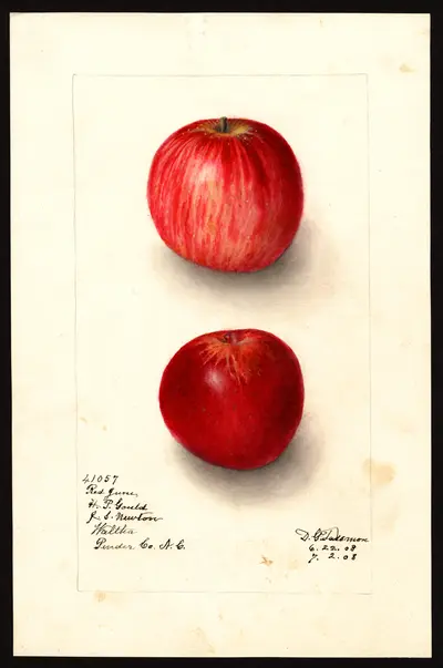 USDA watercolor illustration of Red June