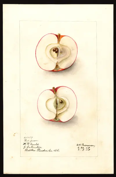 USDA watercolor illustration of Red June