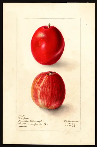 USDA watercolor illustration of Red June