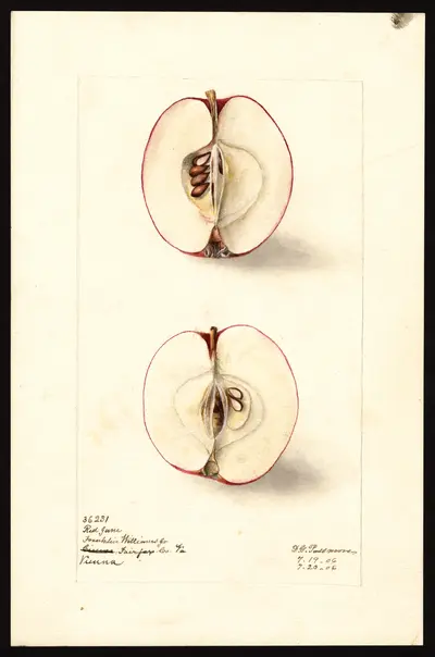 USDA watercolor illustration of Red June