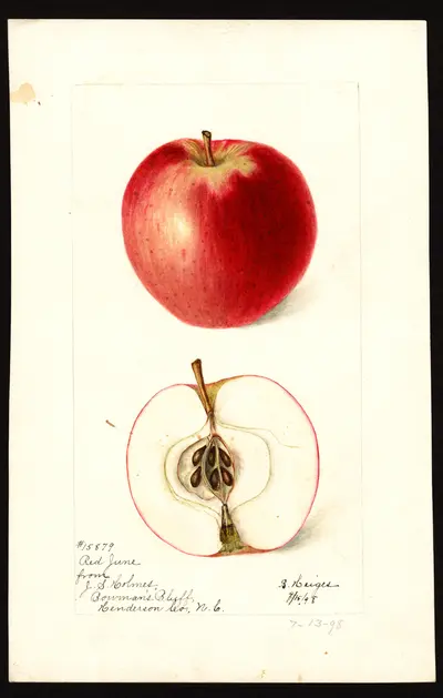 USDA watercolor illustration of Red June