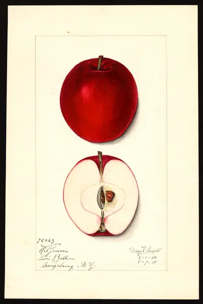 USDA watercolor illustration of Red June