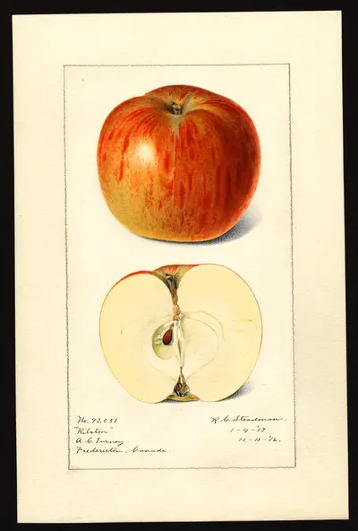USDA watercolor illustration of Ribston Pippin