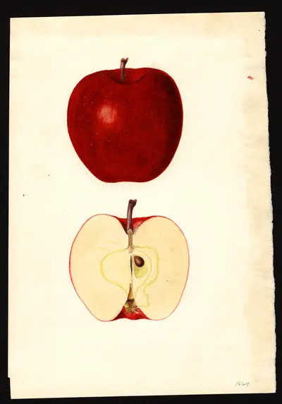 Watercolor of Richard's Graft