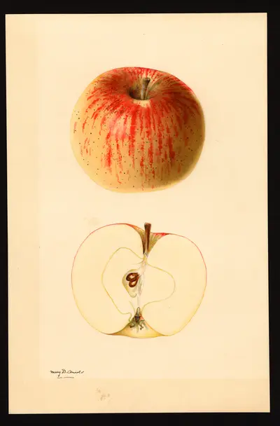 USDA watercolor illustration of Richard's Graft