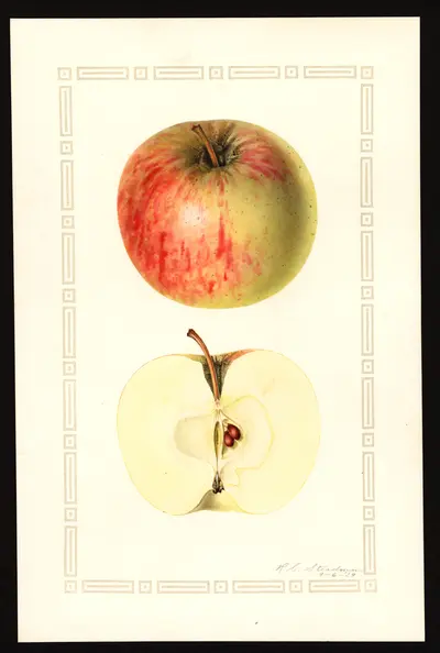 USDA watercolor illustration of Richard's Graft