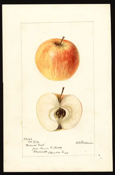 USDA watercolor illustration of Richard's Graft